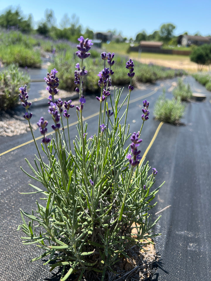 Hidcote Superior lavender (Lavandula angustifolia) upright plant with deep purple spikes on a field row