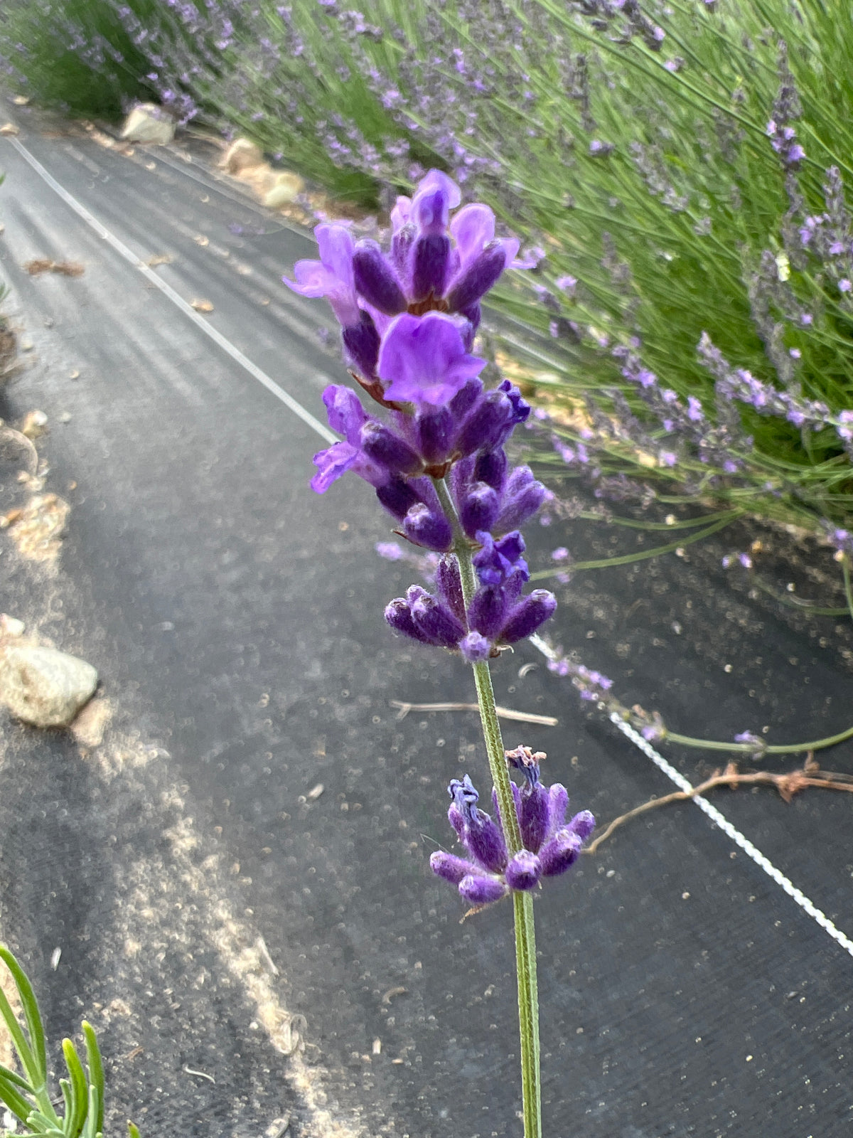 Avignon Early Blue Lavender Plants & Plugs with deep blue flowers tight growth habit
