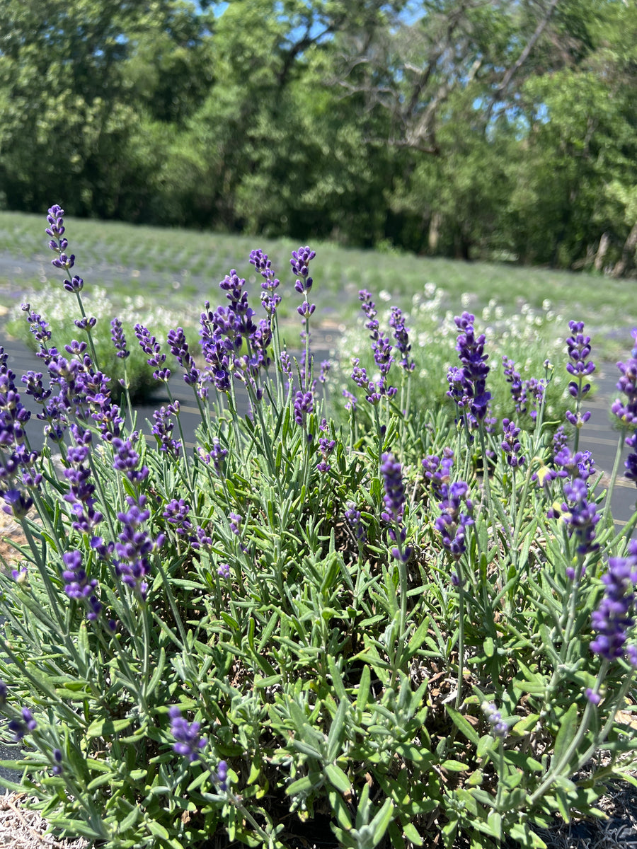 Hidcote Lavender Live Plants & Plugs - Lavandula angustifolia