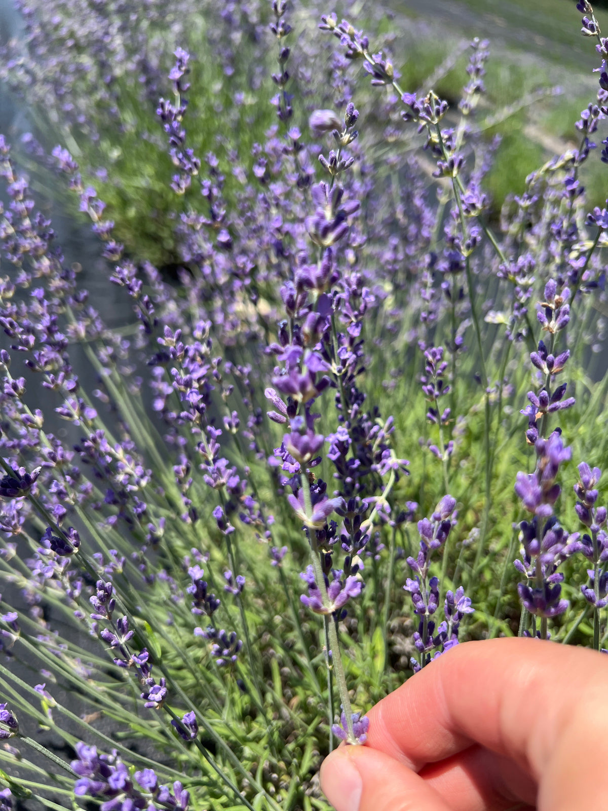 Royal Velvet Lavender Seeds - Lavandula angustifolia