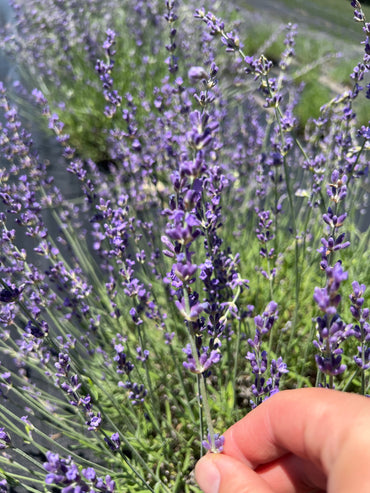 Royal Velvet Lavender Seeds - Lavandula angustifolia