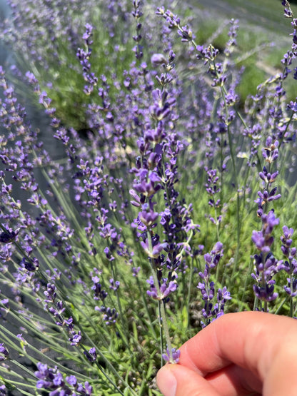 Royal Velvet Lavender Seeds - Lavandula angustifolia