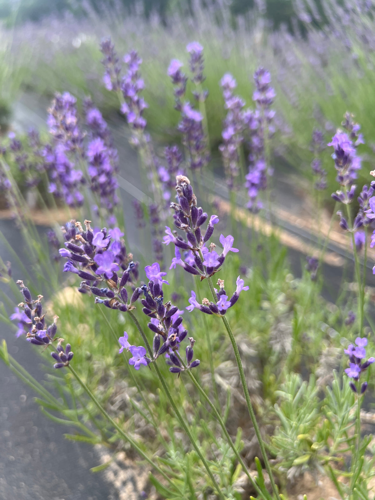Egerton Blue Lavender Plants & Plugs with dark violet to mauve flowers robust growth habit, product image 3