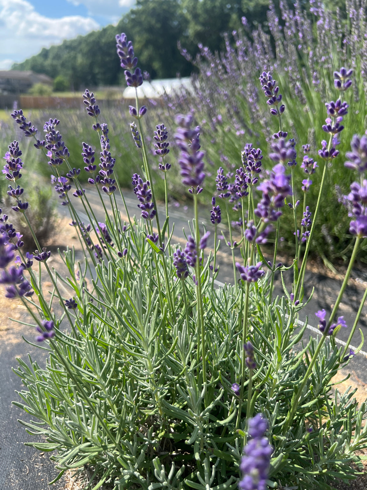Baby Blue Lavender Plants & Plugs with soft violet flowers dense growth habit, product image 3