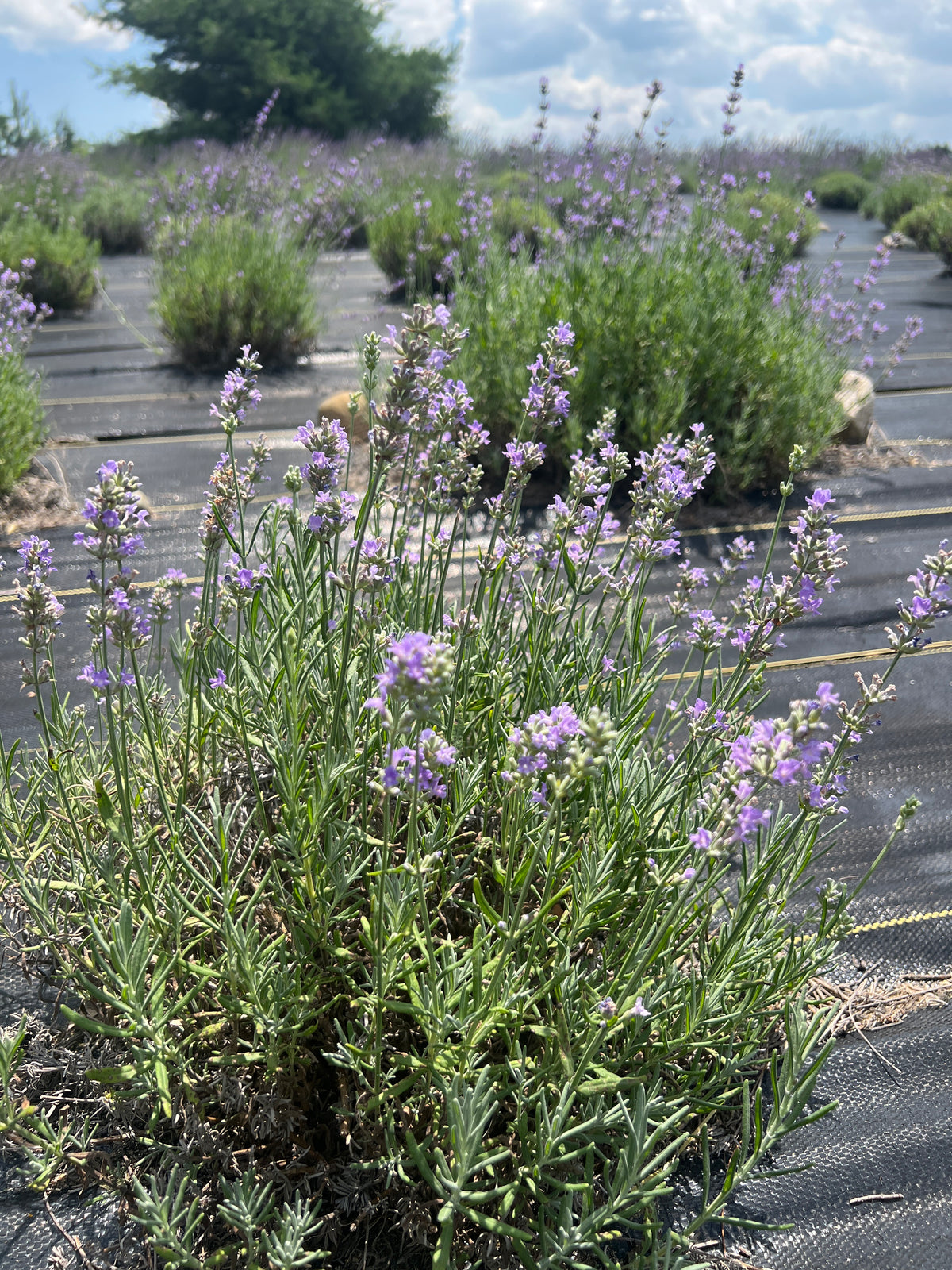 Irene Doyle lavender 20-cell plug tray