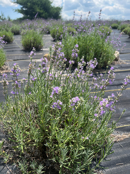 Irene Doyle lavender 20-cell plug tray