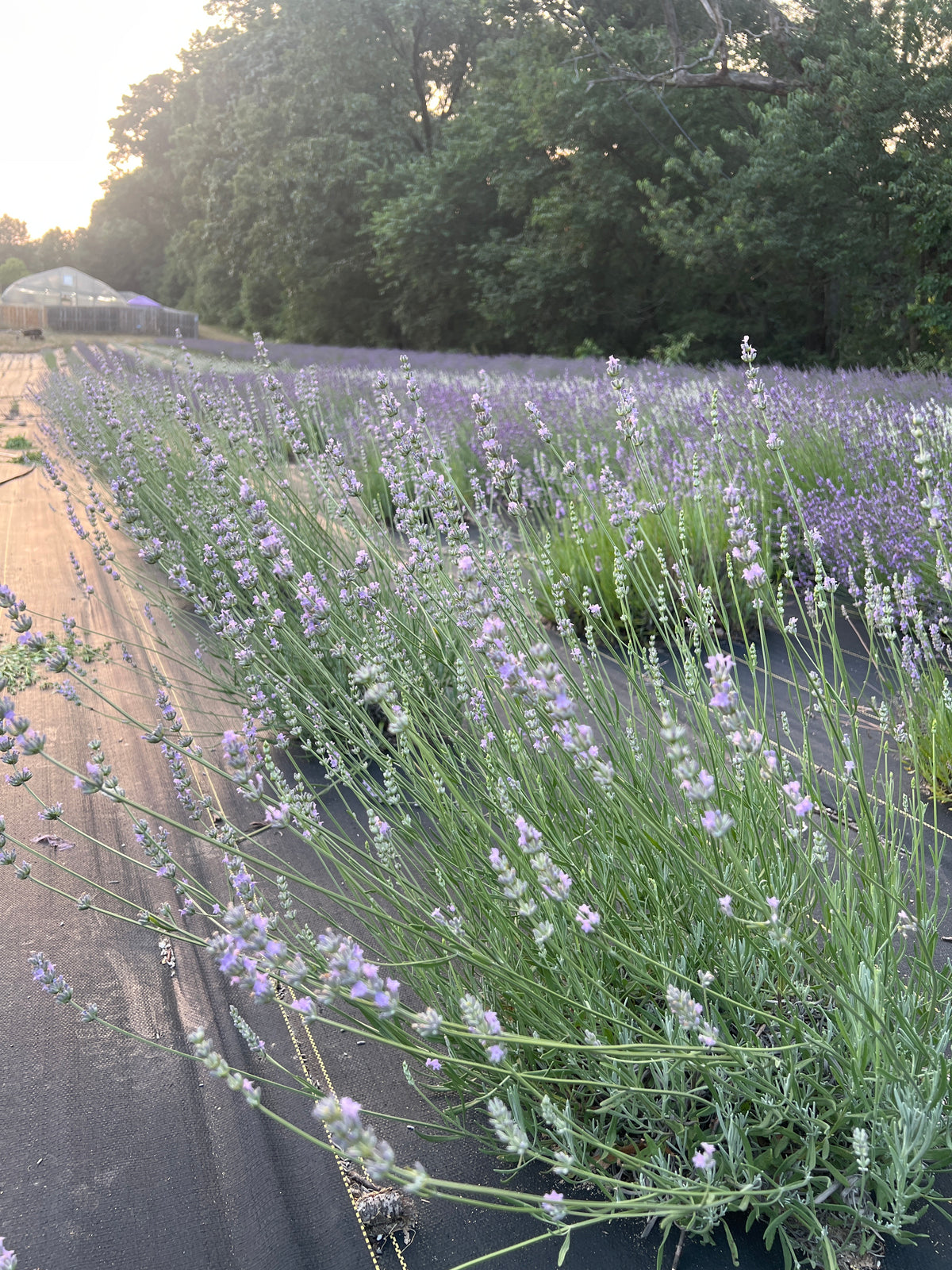 Hidcote Giant lavender 20-cell plug tray - image 4