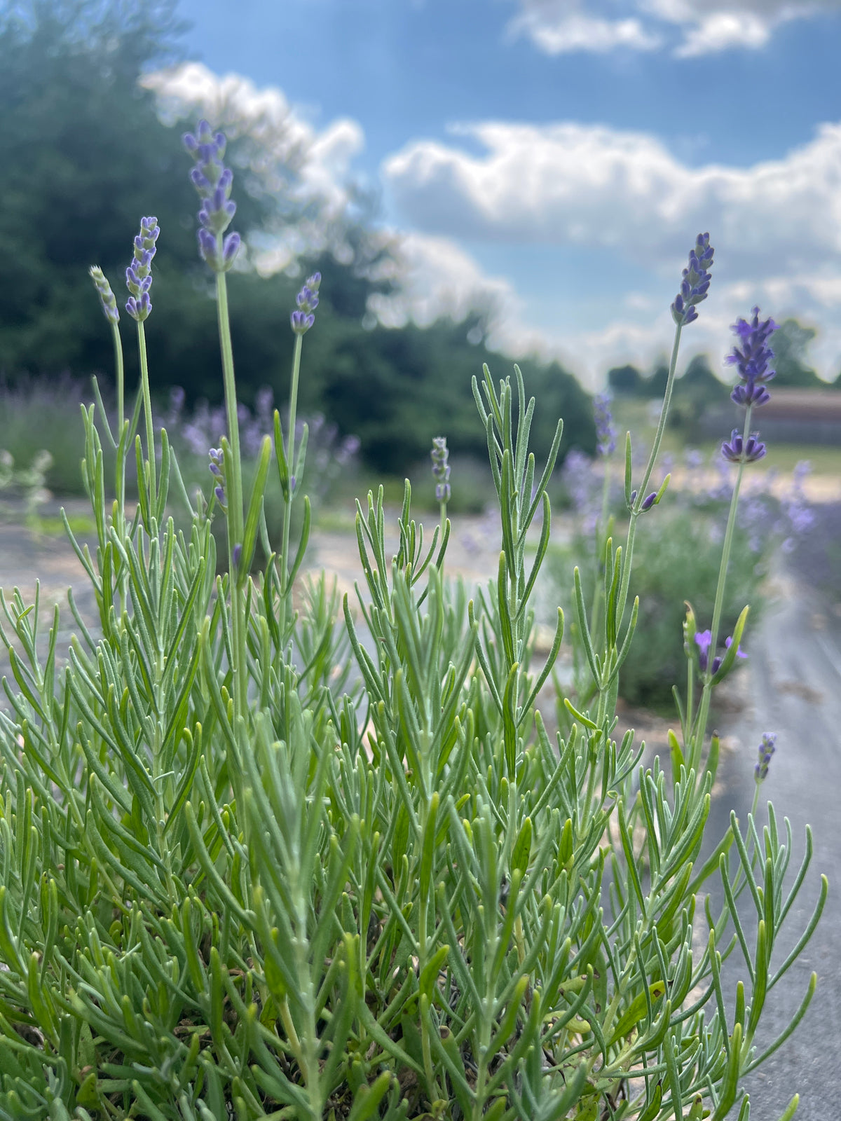 Avignon Early Blue Lavender Plants & Plugs with deep blue flowers tight growth habit, product image 2
