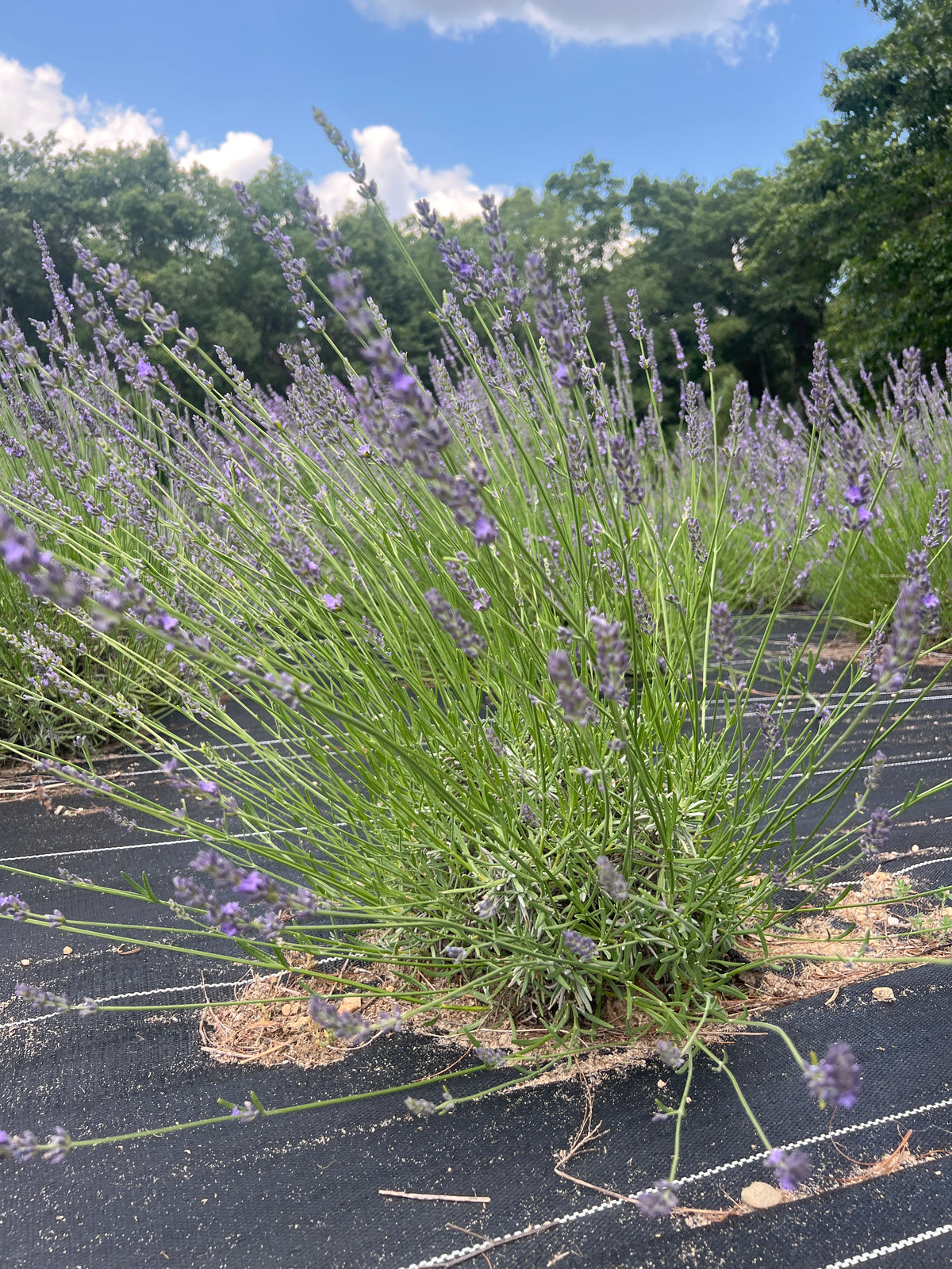 Bleu de Collins Lavender Plants & Plugs with purple flowers vigorous growth habit
