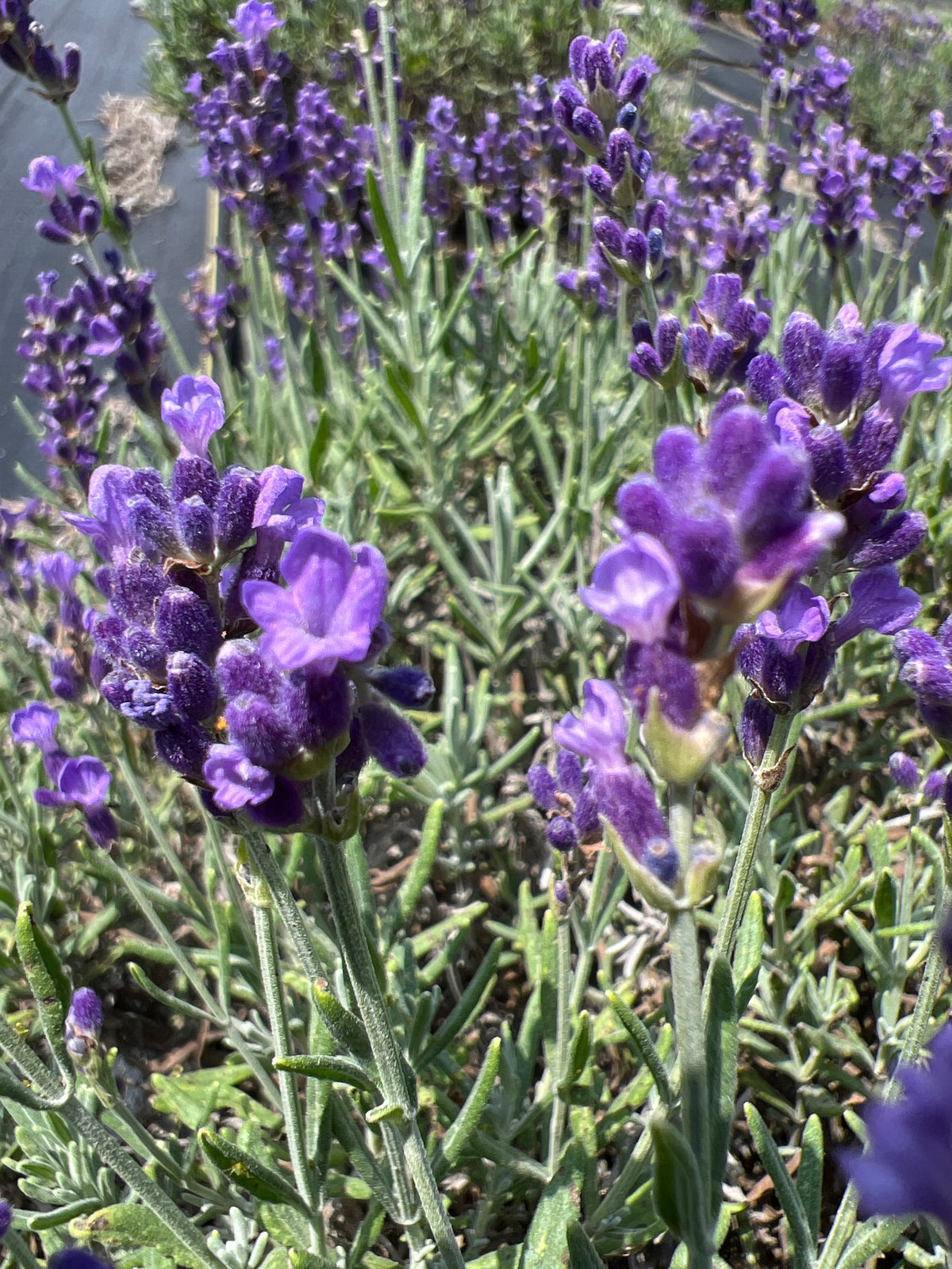 Hidcote lavender bare root plant - image 3