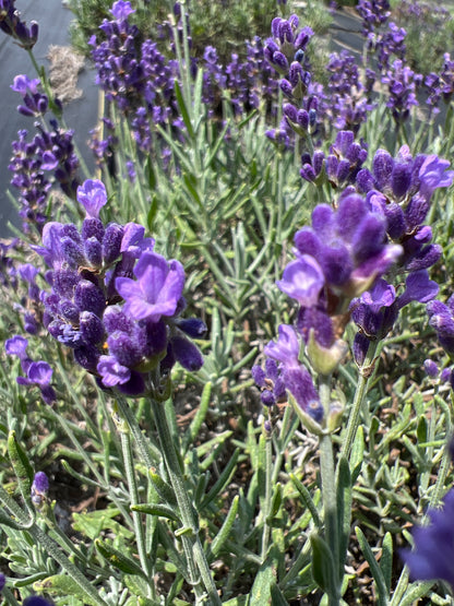 Hidcote lavender bare root plant - image 3