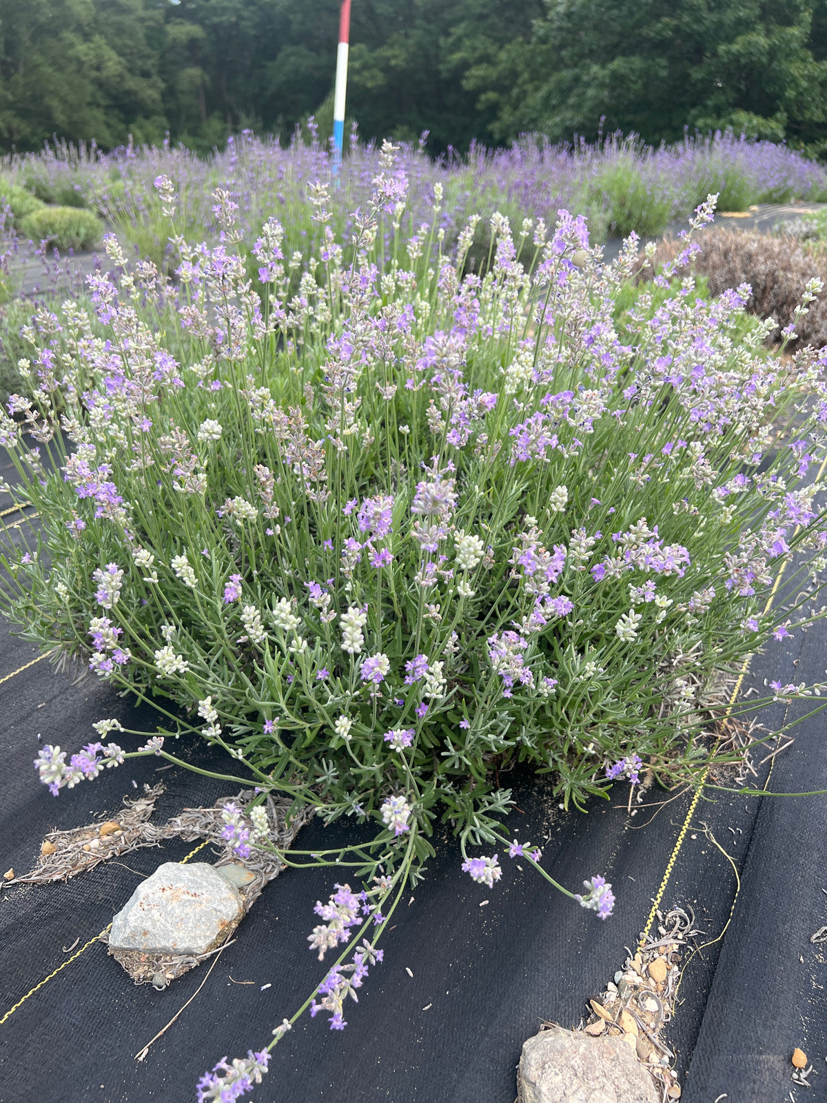 Croxton’s Wild lavender 20-cell plug tray