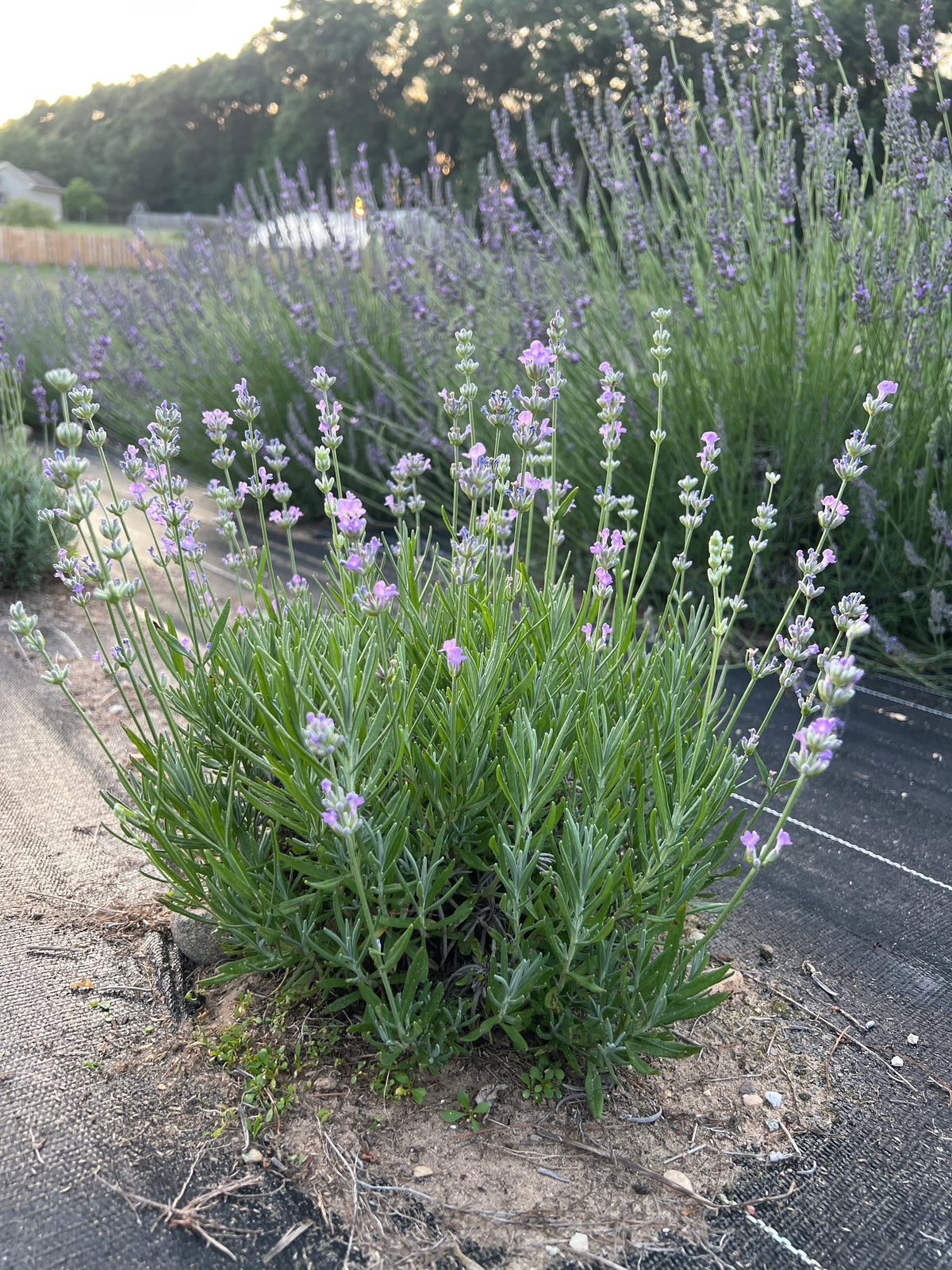 Little Lady Lavender Plants & Plugs with pale lilac-blue flowers compact growth habit, product image 2