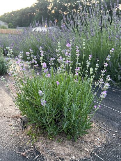 Little Lady Lavender Plants & Plugs with pale lilac-blue flowers compact growth habit, product image 2