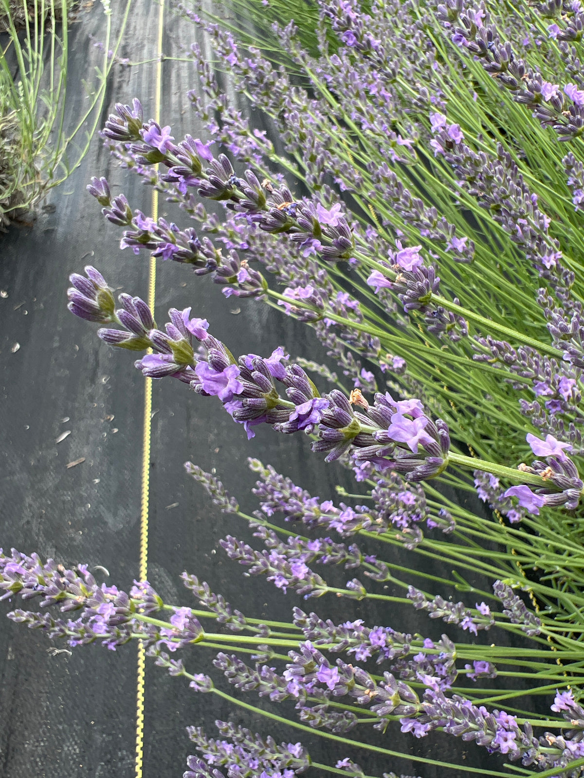 Grosso lavender 20-cell plug tray - image 3