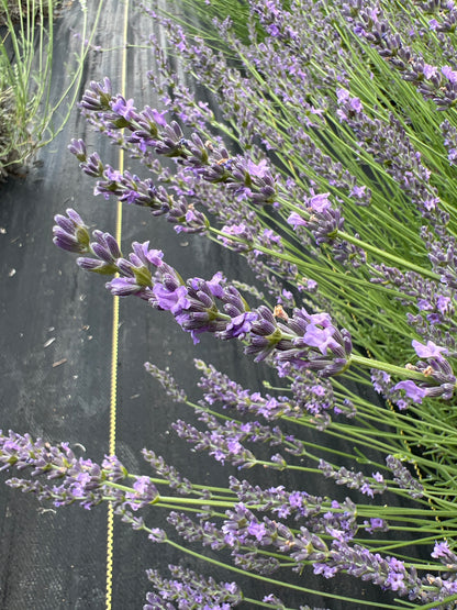 Grosso lavender 20-cell plug tray - image 3