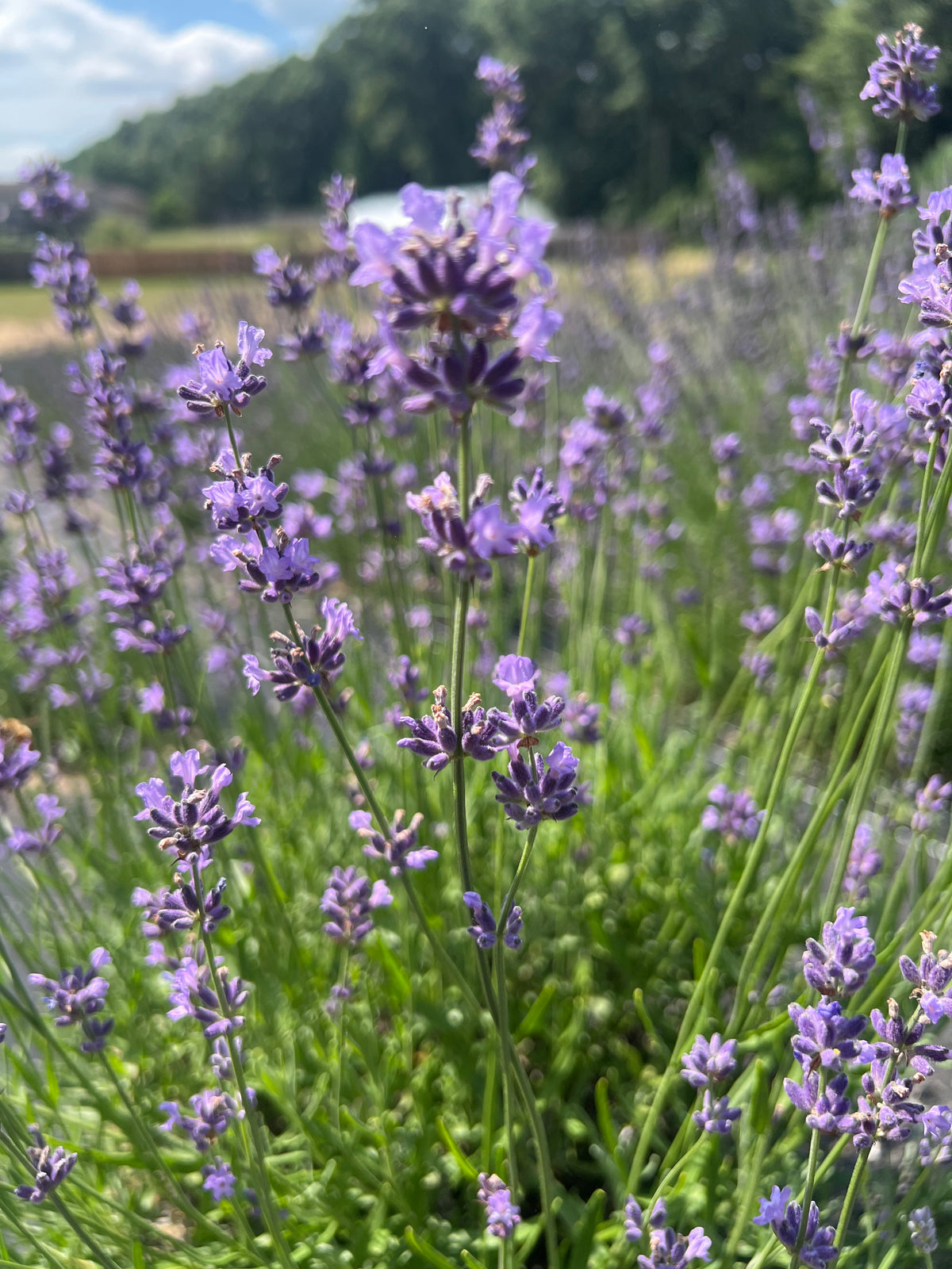 French Fields Lavender Plants & Plugs with blue flowers mounded growth habit, product image 3