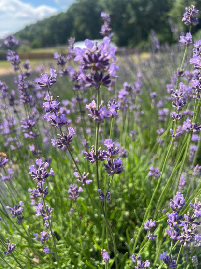 French Fields Lavender Plants & Plugs with blue flowers mounded growth habit, product image 3