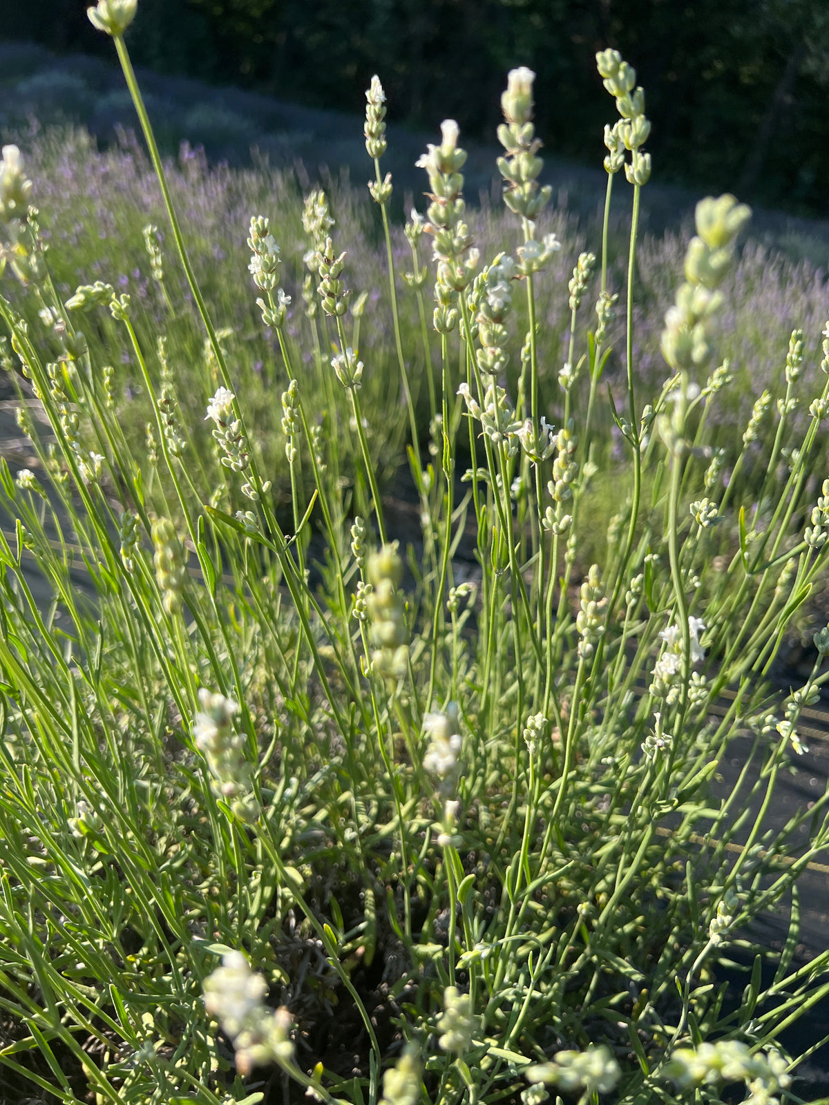 Exceptional® Lavender Plants & Plugs with white flowers bushy growth habit, product image 3