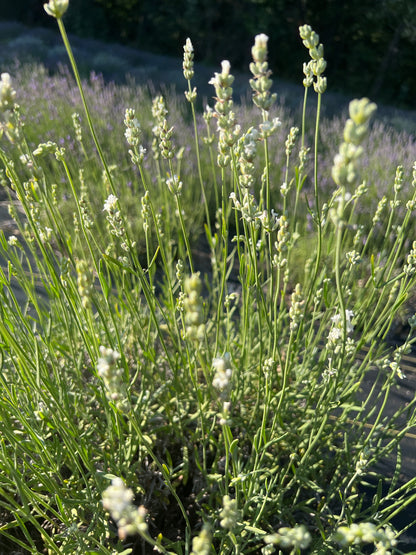 Exceptional® Lavender Plants & Plugs with white flowers bushy growth habit, product image 3