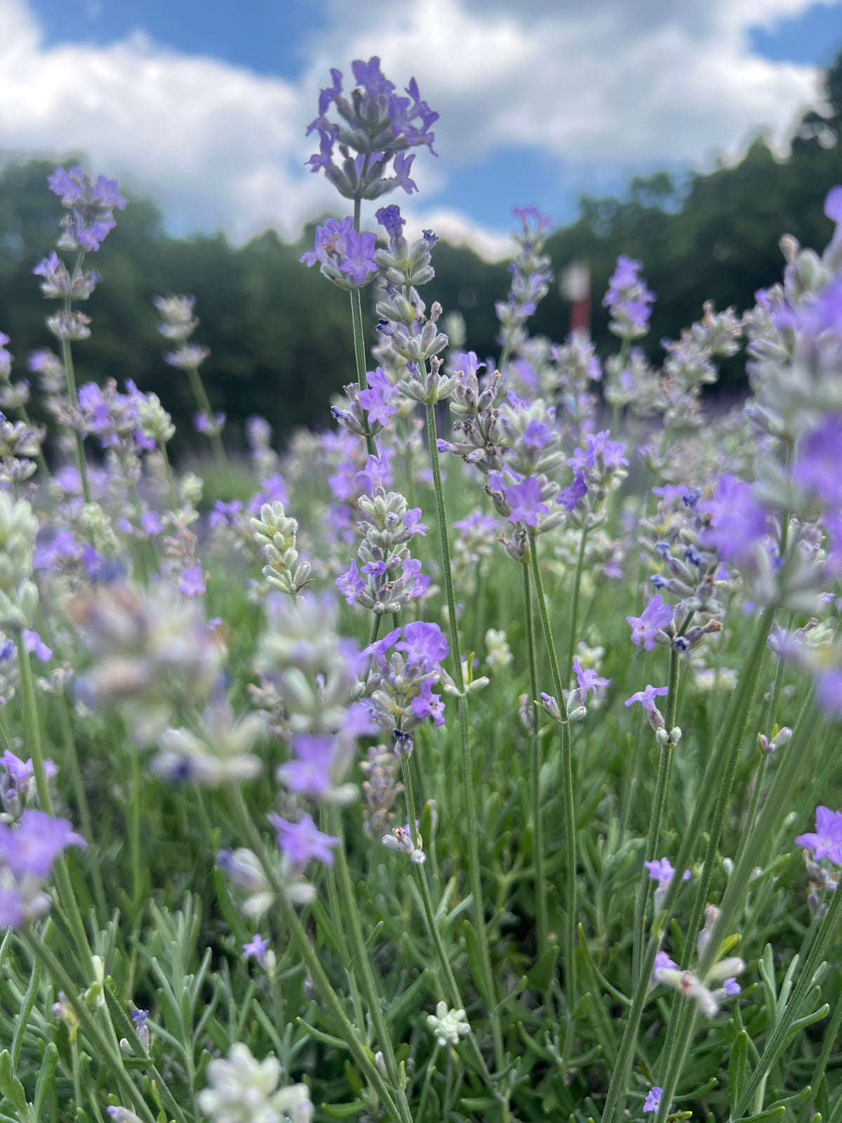 Croxton’s Wild lavender 20-cell plug tray - image 3