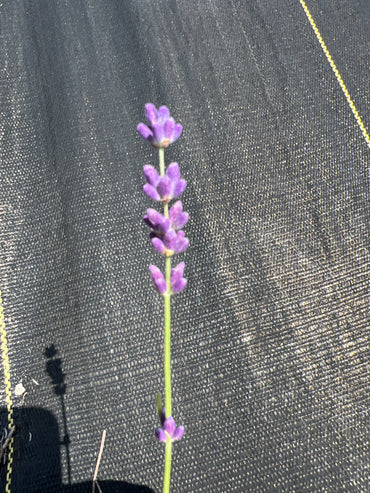 Hidcote Superior Lavender Seeds - Lavandula angustifolia