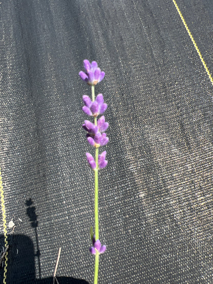 Hidcote Superior Lavender Seeds - Lavandula angustifolia