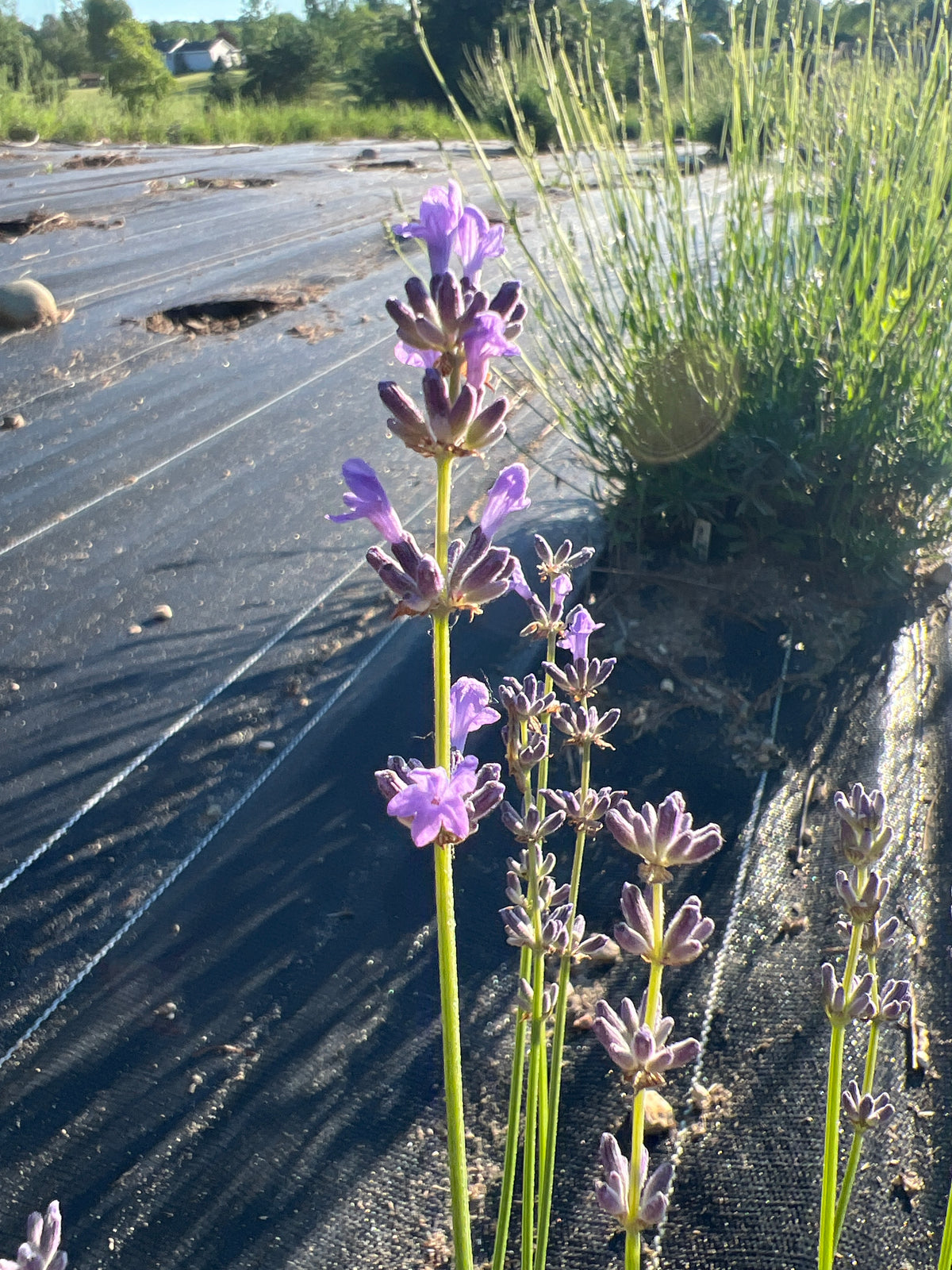 New Zealand Blue Lavender Plants & Plugs with violet-blue flowers evergreen shrub growth habit