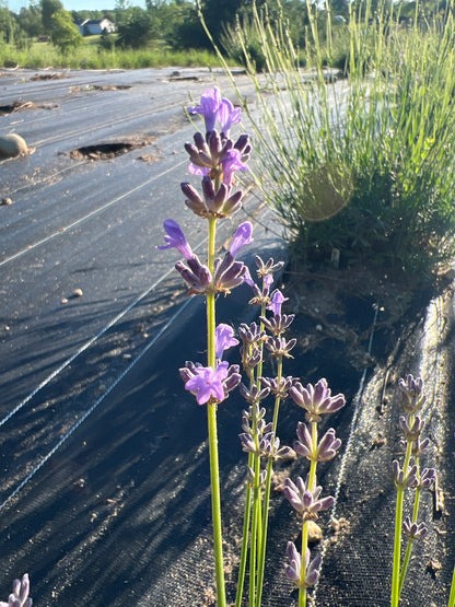 New Zealand Blue Lavender Plants & Plugs with violet-blue flowers evergreen shrub growth habit