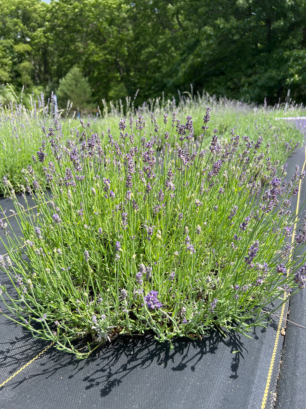 Tucker’s Early lavender 20-cell plug tray