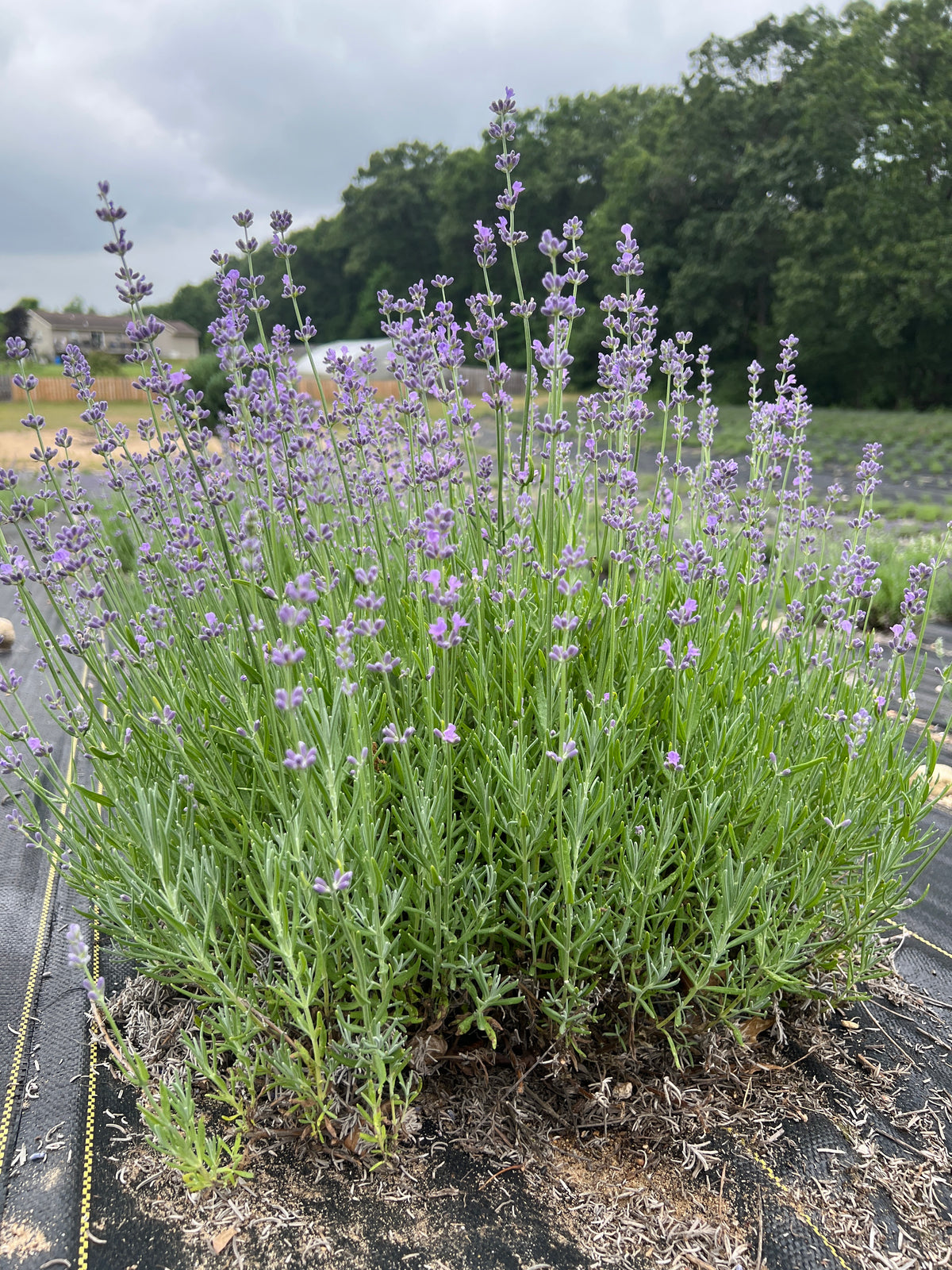 Munstead lavender bare root plant
