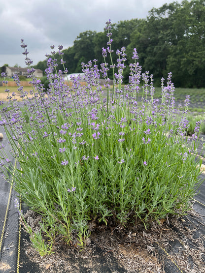 Munstead lavender bare root plant