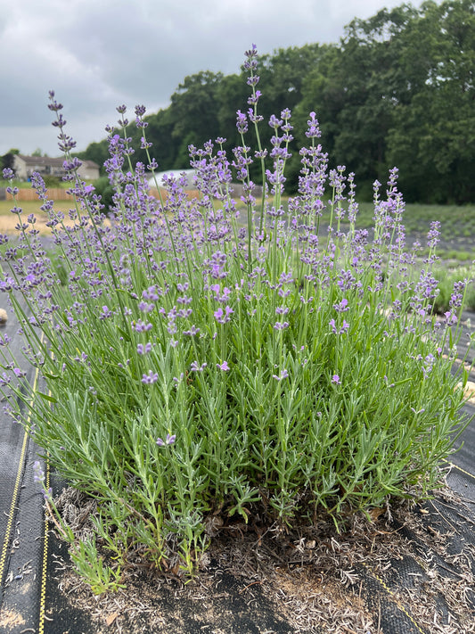Munstead lavender bare root plant
