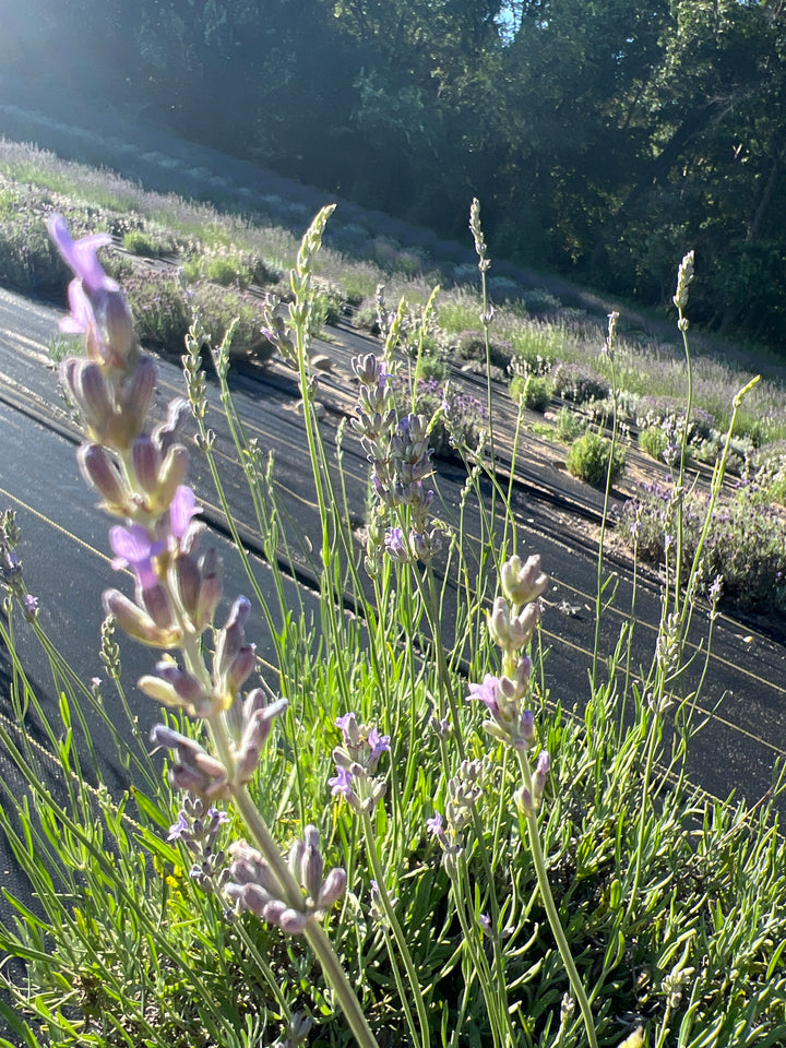 Close-up of a Vera lavender (Lavandula angustifolia) pale lilac flower spike above field rows