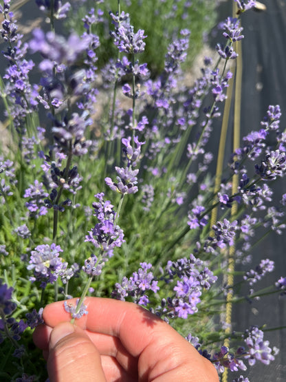 Munstead Lavender Seeds - Lavandula angustifolia