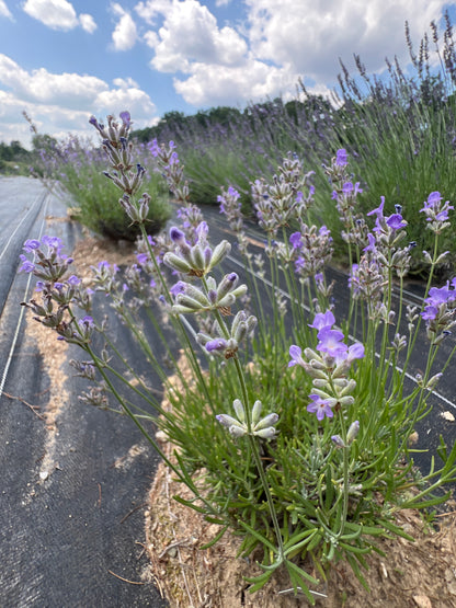 Martha Roderick Lavender Plants & Plugs with violet to light purple flowers dense growth habit, product image 2