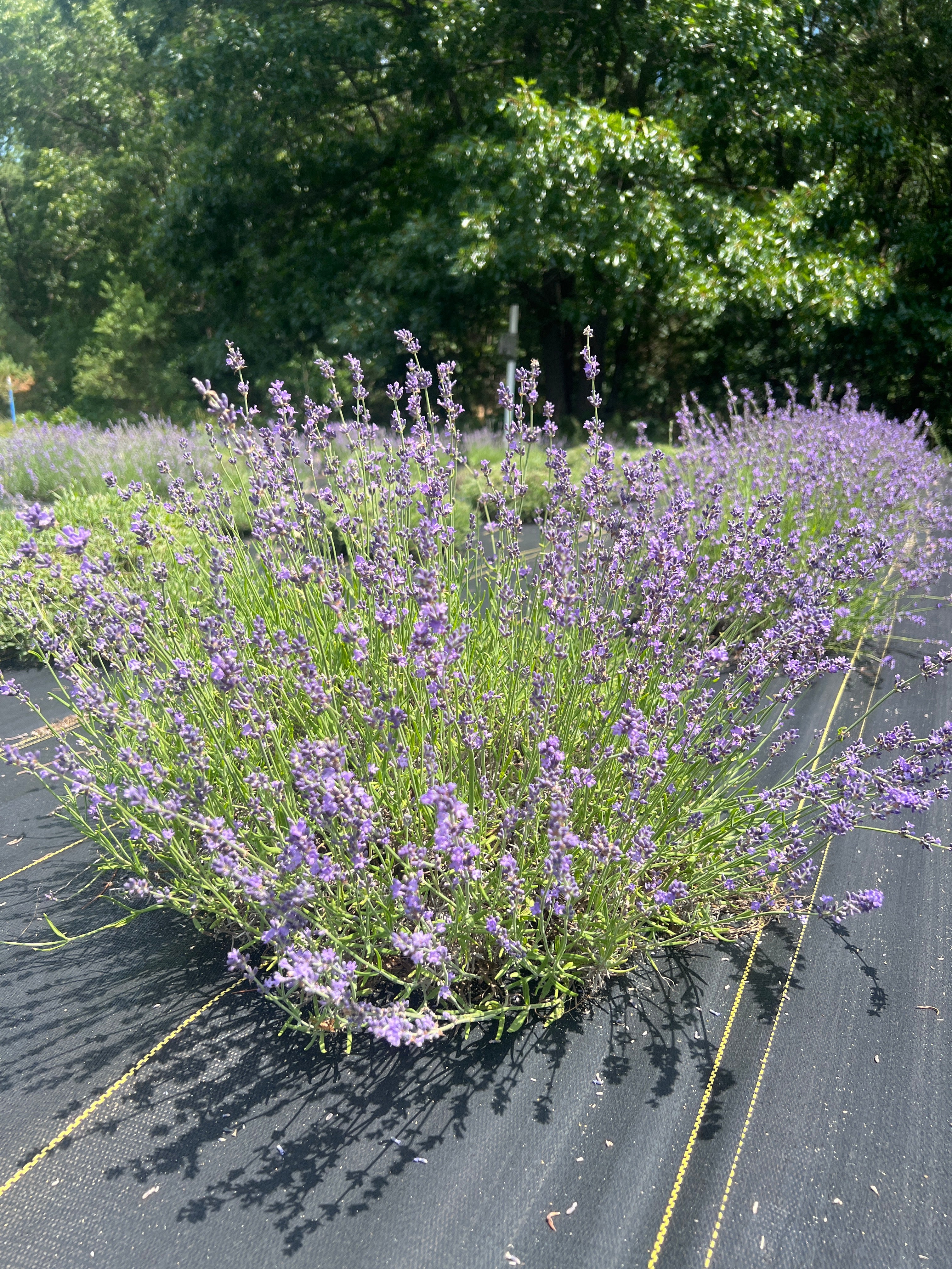 Buena Vista lavender 20-cell plug tray