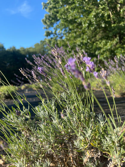 Purple Bouquet Lavender Plants & Plugs with purple flowers upright growth habit, product image 3