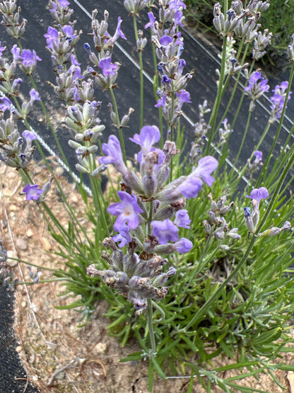 Martha Roderick Lavender Plants & Plugs with violet to light purple flowers dense growth habit, product image 3