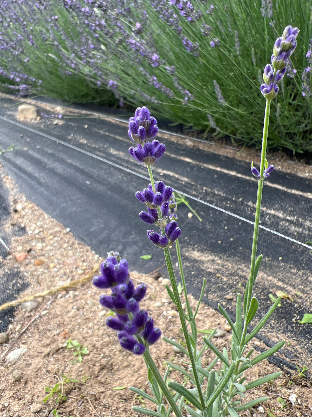 Lovely Sky Lavender Plants & Plugs with purple flowers upright growth habit, product image 2