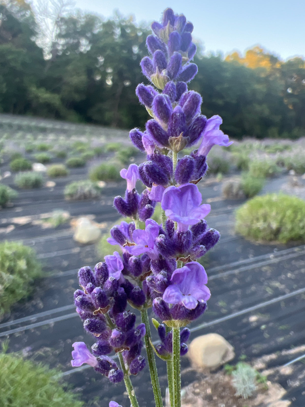 Lovely Sky Lavender Plants & Plugs with purple flowers upright growth habit
