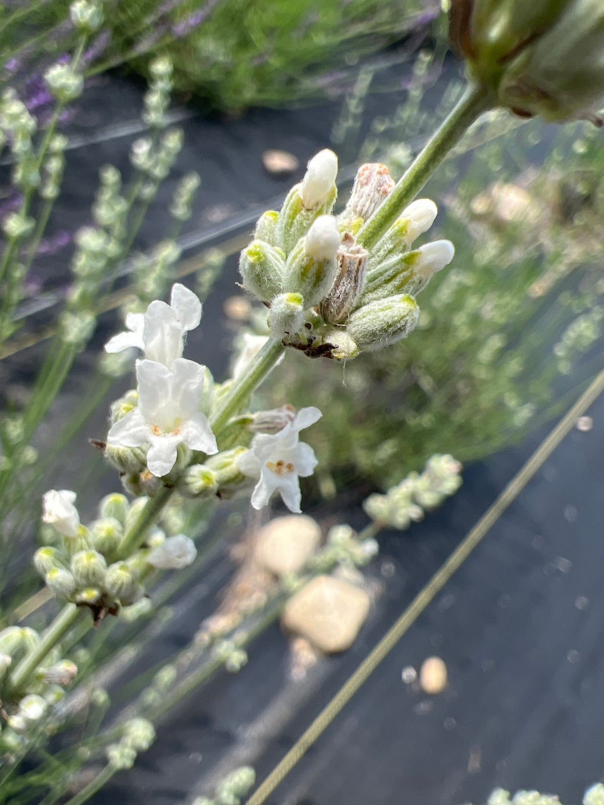 White Spike Lavender Plants & Plugs with white flowers upright growth habit, product image 3