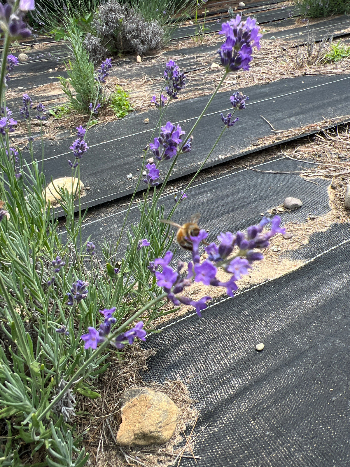Annet Lavender Plants & Plugs with purple flowers mounded growth habit, product image 2