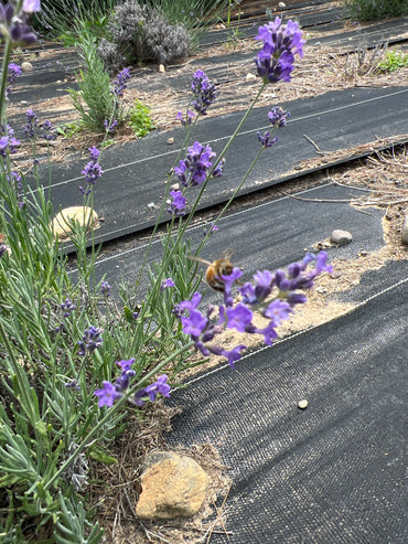 Annet Lavender Plants & Plugs with purple flowers mounded growth habit, product image 2