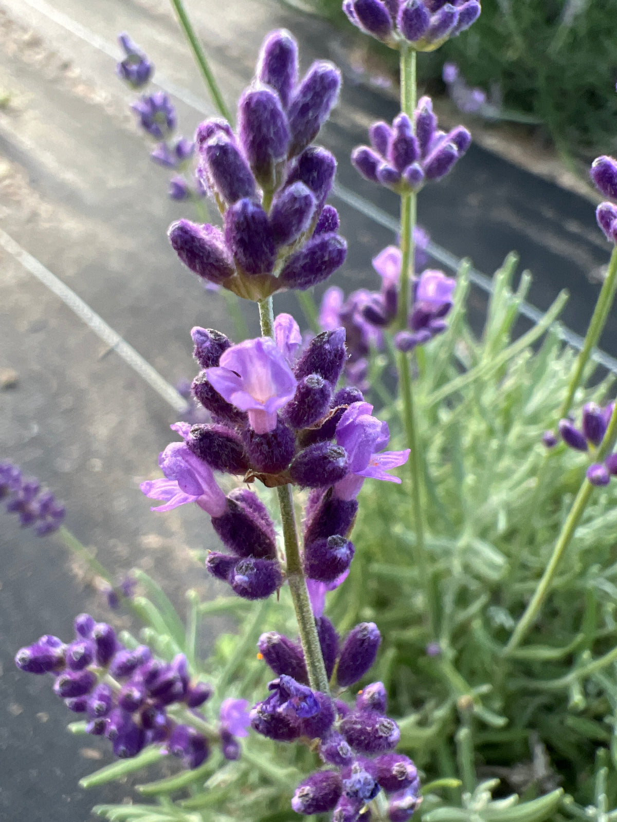 Baby Blue Lavender Plants & Plugs with soft violet flowers dense growth habit, product image 2