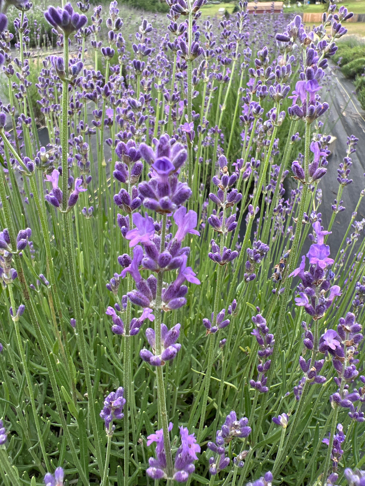 Sachet lavender 20-cell plug tray - image 2