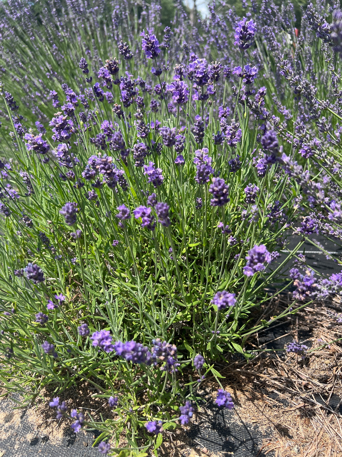 French Perfume Lavender Plants & Plugs with purple flowers compact growth habit, product image 2