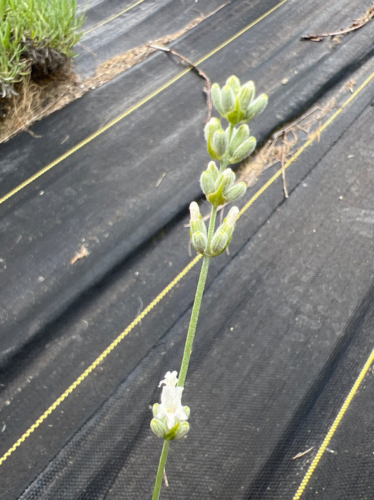 Alba Lavender Plants & Plugs with white flowers mounding growth habit
