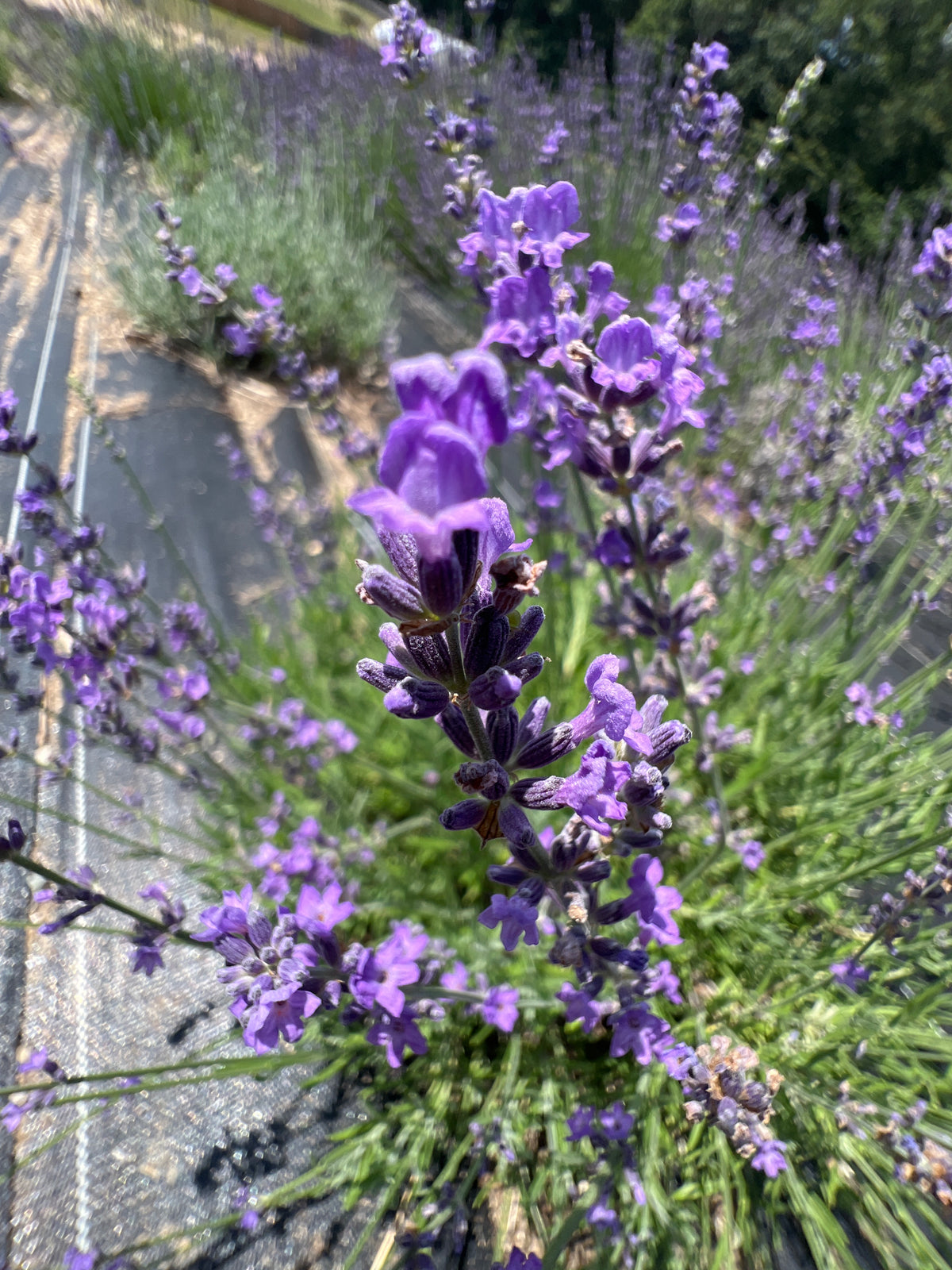 Wyckoff Lavender Plants & Plugs with purple flowers bushy growth habit, product image 3