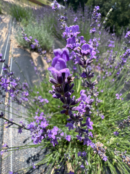 Wyckoff Lavender Plants & Plugs with purple flowers bushy growth habit, product image 3